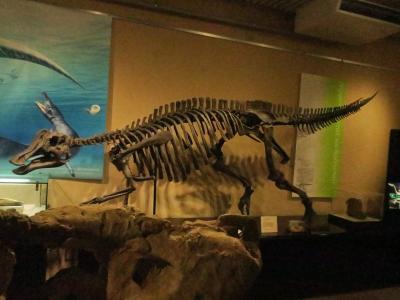 2022.JAN 北海道大学総合博物館の恐竜化石を見て来ました