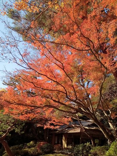 東京２０２１紅葉　【１】東京都庭園美術館