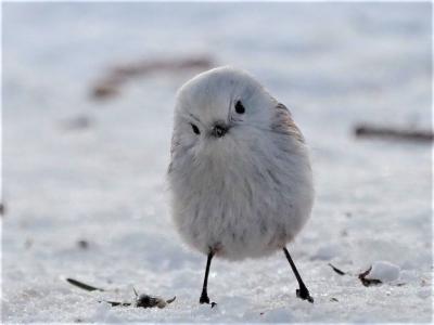 2022年厳冬の北海道 野生の鳥と動物撮影旅行 part1 中標津編