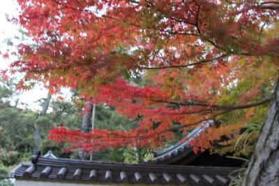 三渓園　紅葉ライトアップ