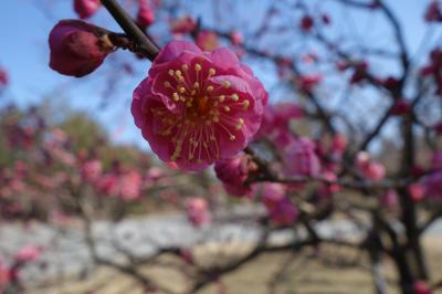 20220209-3 京都 二月初めの京都御苑の梅。早咲きが見頃かな。