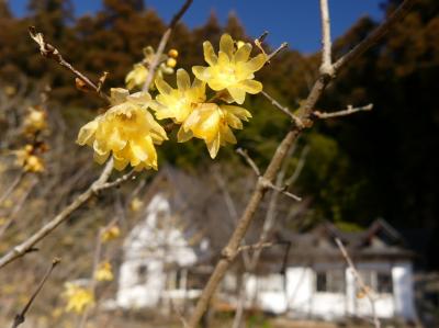 「上永野蝋梅の里」のロウバイ_2022_花は残ってますが、見頃は過ぎた印象です（栃木県・鹿沼市）
