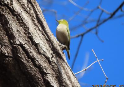 森のさんぽ道でバードウオッチング⑦その1)メジロ、ヒヨドリ、ハクセキレイ、