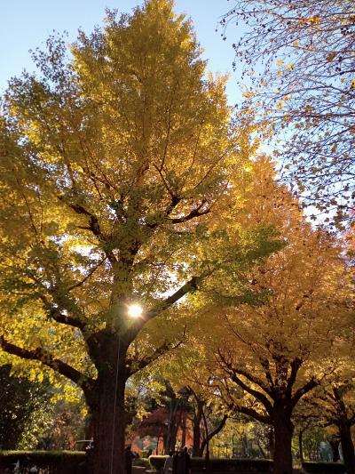 東京２０２１紅葉　【２】日比谷公園＆皇居外苑