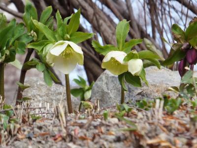 私の心にオアシスを。クリスマスローズが見たいなぁ～♪　～花の寺　円照寺～