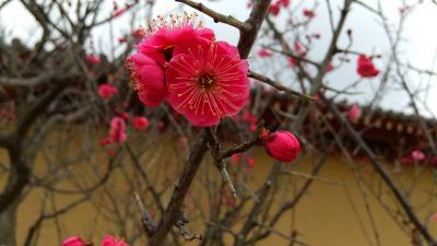 春雨においつ追われつ古都の梅