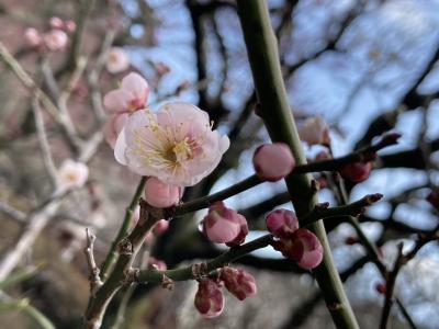 2月の熱海梅園とアタミザクラ、伊豆山神社は大河で注目？！