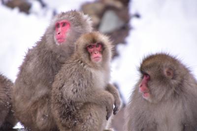 人も猿も温泉でくつろぐ真冬の信州旅行　雪の小布施、野猿公苑、善光寺②野猿公苑、善光寺編