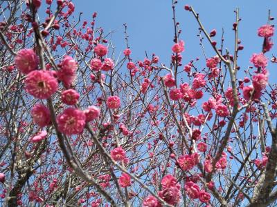 開花した梅を求めて、ちょっと宇佐までドライブ