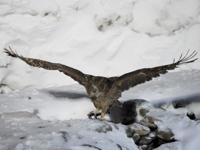 2022年厳冬の北海道 野生の鳥と動物撮影旅行 part1 羅臼編