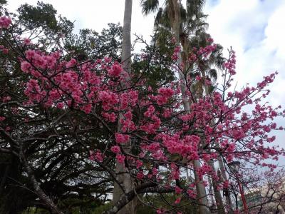2022年2月寒緋桜の与儀公園と座喜味城跡1泊2日