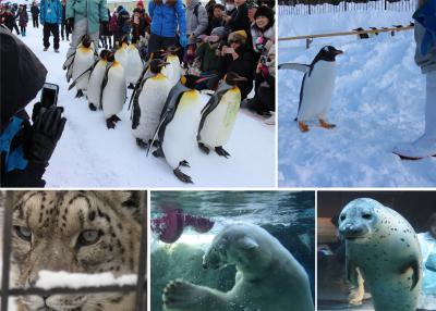 2018.1　旭山動物園ペンギンの散歩　自由気きままなジェンツーペンギンに癒される