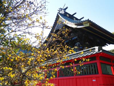 「雷電神社」のロウバイ_2022（2）_蕾も花も沢山ありますが、見頃末期の印象でした（板倉町）