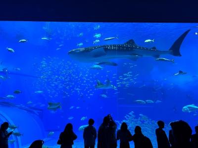 どこかにマイル「那覇」に行きました♪　後編　美ら海水族館&#12316;バンタカフェ