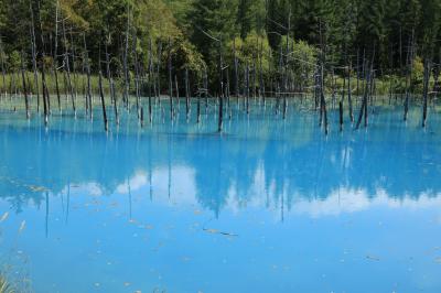 美瑛「青い池」・十勝岳温泉・糠平温泉を訪ね、崩壊寸前・ダム湖に沈むタウシュベツ橋に出会う