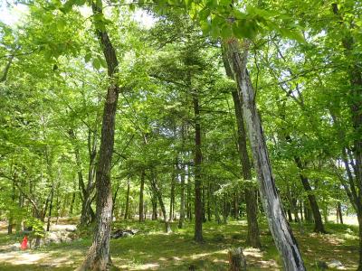久し振りのキャンプ 日光へ 前編