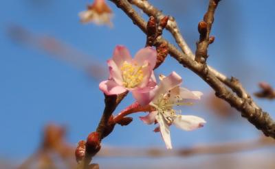 久し振りに見られた十月桜