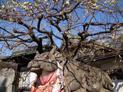 京都　早咲き梅の花観梅 北野天満宮＆二条城2022