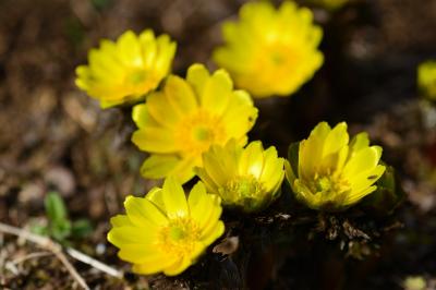 埼玉県花と緑の振興センター・～梅の花を期待して～