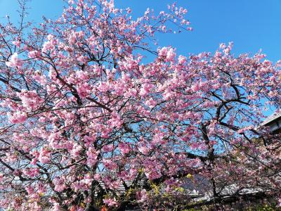 ◎早咲き　みなみの桜 対河津桜 (◎冬季オリンピック考）