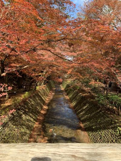 紅葉を見にいくけどメインは香港料理の京都