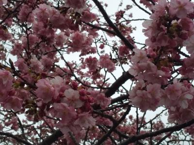 河津桜と今井浜温泉の旅（１）今年の桜はまだつぼみ