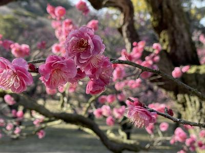 栗林公園の春