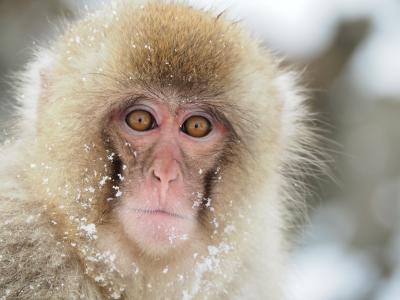 ☆☆スノーモンキーに逢いに☆☆