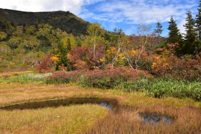 錦秋の栂池自然園散策2021～色鮮やかに染まる木々、草紅葉、秋の花と実～（長野）