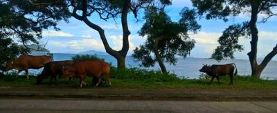 日帰りの塘福の旅 (香港 2018)