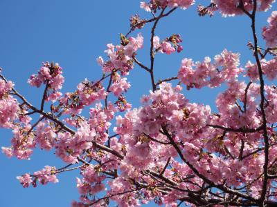 如月の桜