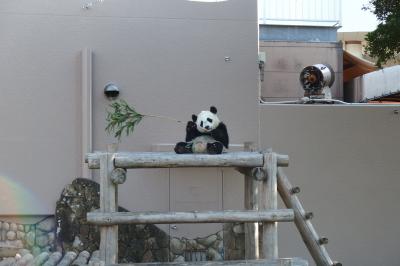 大阪城ホールとパンダを見に行く関西旅 Part.2