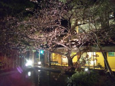河津桜と今井浜温泉の旅（２）お世話になった今井荘