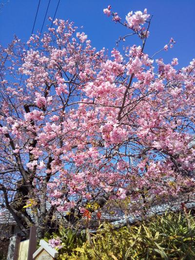 河津桜と今井浜温泉の旅（3）やっと少し咲いてた桜