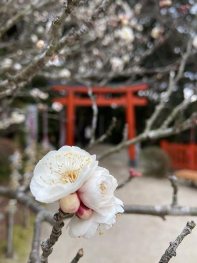 どこかにマイル・梅咲く太宰府天満宮