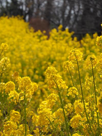 神奈川/吾妻山公園の菜の花畑で春を感じて湯河原温泉で湯ったり＠コレドール湯河原（2022年1月）