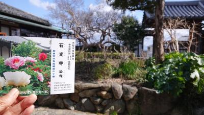 旬の外れたぼたんの寺　石光寺