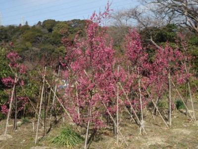 神奈川県立塚山公園から田浦梅の里