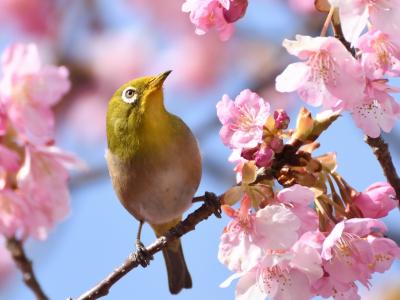 河津桜まつり？とメジロ～