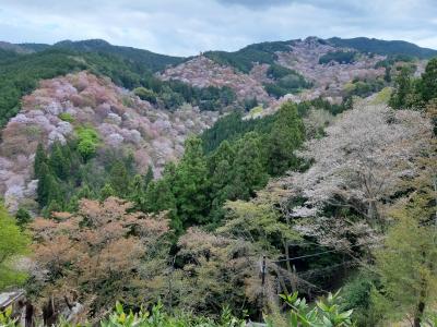 吉野の花見をメインに奈良観光
