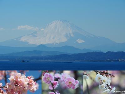 2022陽春の江の島散歩：富士山と河津桜と梅の花を一緒に楽しみました♪