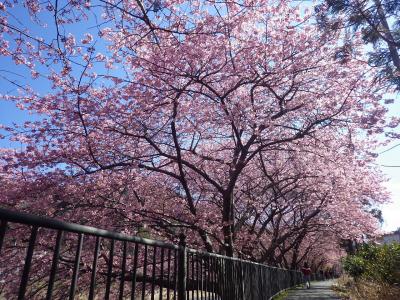 河津桜と圧巻188段雛飾り 2022/2/25