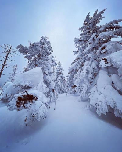 雪山入門登山&#10052;️北八ヶ岳・坪庭～縞枯山