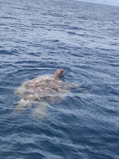 川平湾沖でカメに遭遇