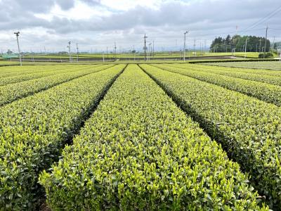 茶場碑を探して入間の社寺を参拝しました