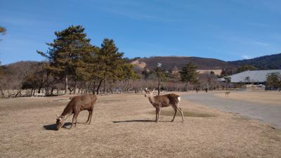 冬の奈良公園周辺散策【２】東大寺二月堂～興福寺～猿沢池