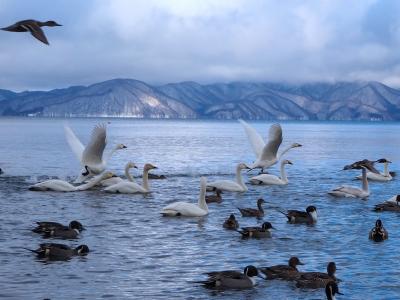 猪苗代湖のしぶき氷を見てみたくて日帰りドライブ、飛来してる白鳥さん達にも出逢えました