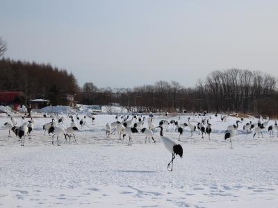 冬の釧路一人旅（2）
