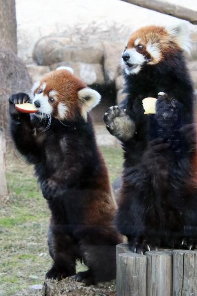 久しぶりの大阪京都レッサーパンダ遠征３園（５）天王寺動物園（前）はじめましてツバキちゃん！レッサーパンダの食事タイムは部屋の中だったけど