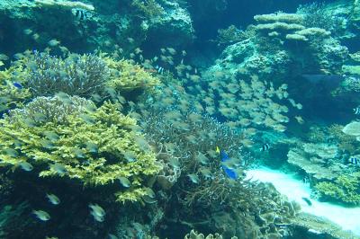 2021年沖縄年末旅行NO.2　美ら海水族館